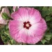 Гибискус Hibiscus Tie Dye